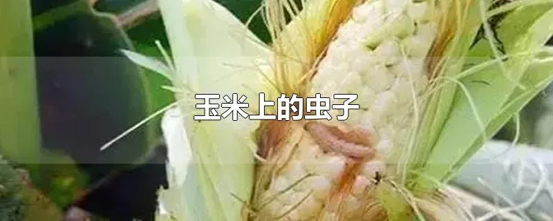 玉米上的虫子