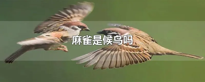 麻雀是候鸟吗