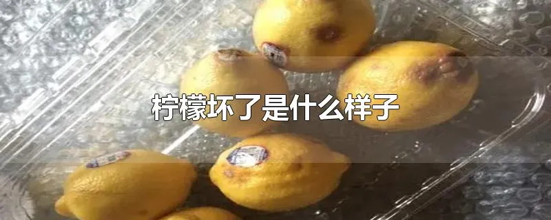 柠檬坏了是什么样子