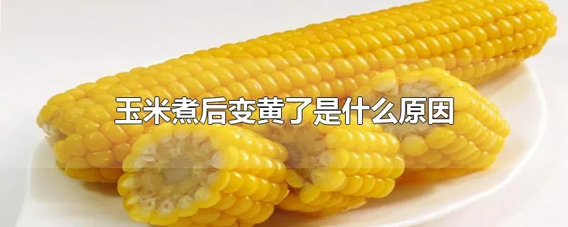 玉米煮后变黄了是什么原因