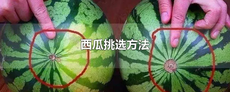 西瓜挑选方法