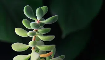 若歌诗怎么浇水 若歌诗浇水方法_植物百科知识