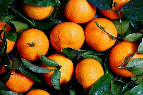 柑橘苗几月份栽最好 柑橘种植技术_植物百科知识