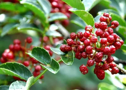 花椒幼树该如何管理 管理技术要点_植物百科知识