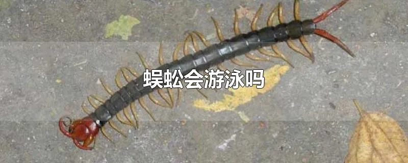 蜈蚣会游泳吗