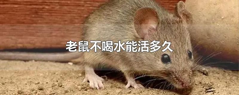 老鼠不喝水能活多久