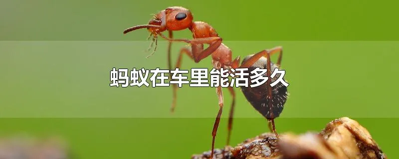 蚂蚁在车里能活多久