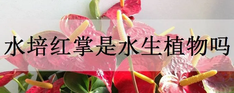 水培红掌是水生植物吗_植物百科知识