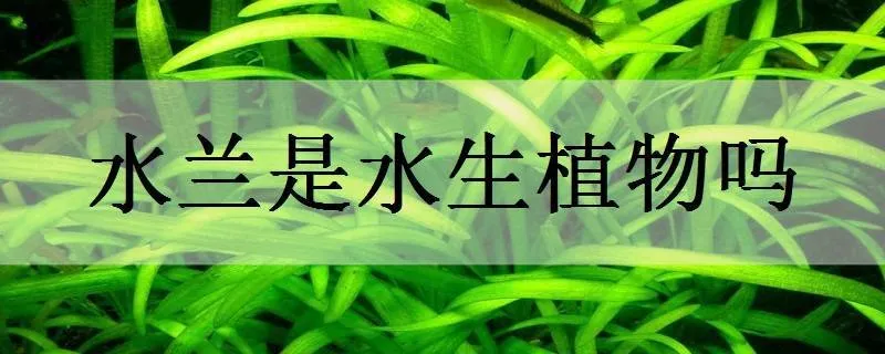 水兰是水生植物吗_植物百科知识