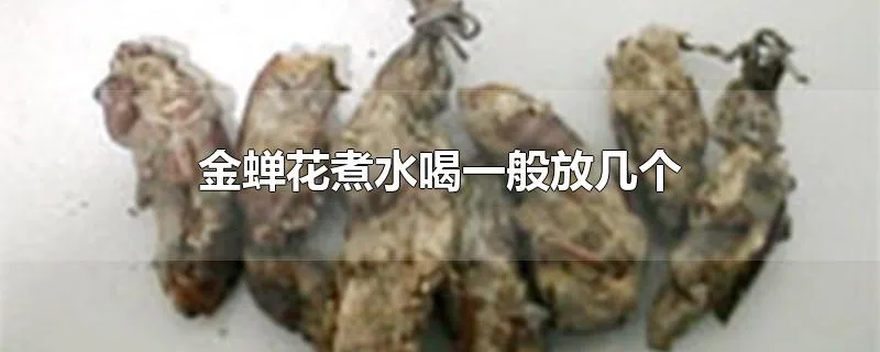 金蝉花煮水喝一般放几个