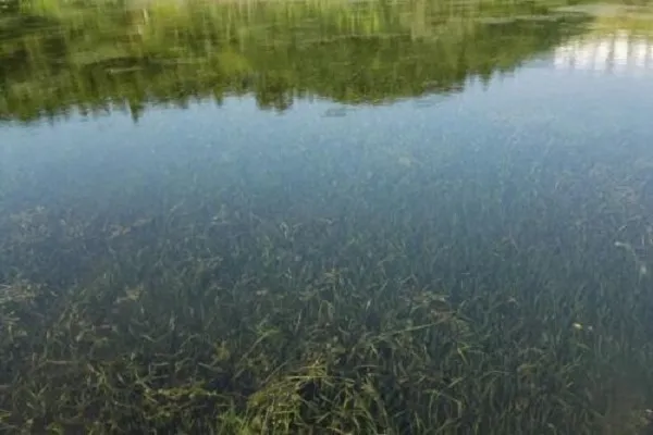 沉水植物有哪些品种 作用是什么_植物百科知识