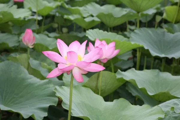 荷花只长叶子不开花是什么原因及解决办法_植物百科知识