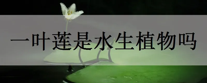 一叶莲是水生植物吗