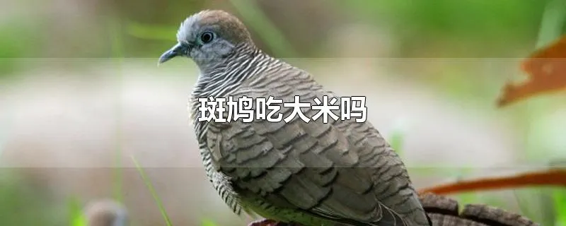 斑鸠吃大米吗