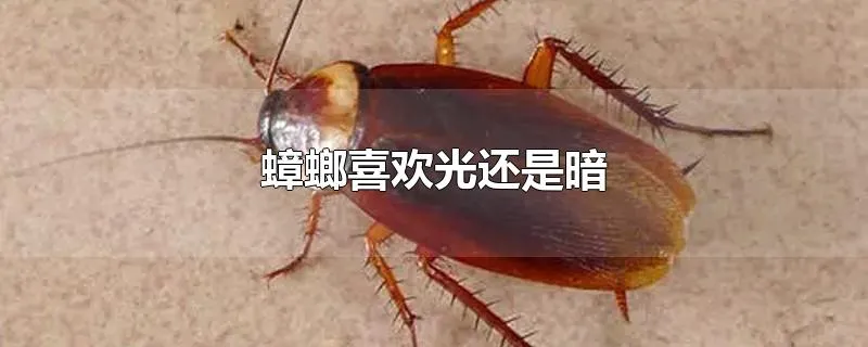 蟑螂喜欢光还是暗