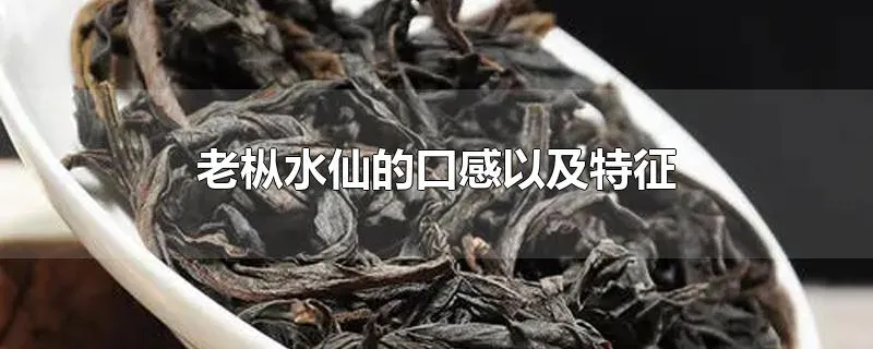 老枞水仙的口感以及特征