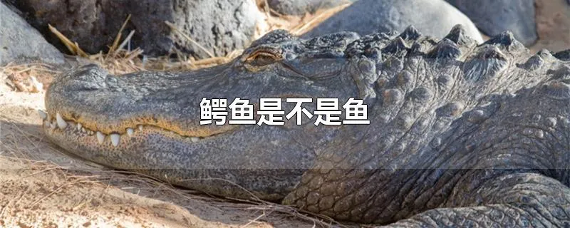 鳄鱼是不是鱼