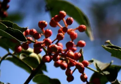 花椒的采收时间 花椒采摘需要注意什么_植物百科知识