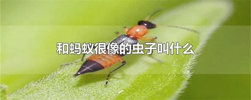 和蚂蚁很像的虫子叫什么