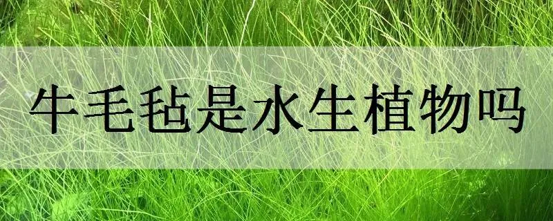 牛毛毡是水生植物吗_植物百科知识