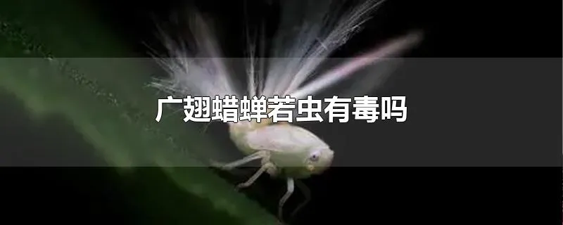 广翅蜡蝉若虫有毒吗