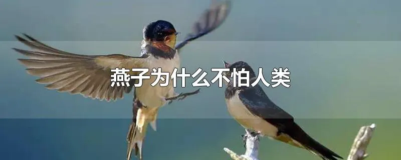 燕子为什么不怕人类