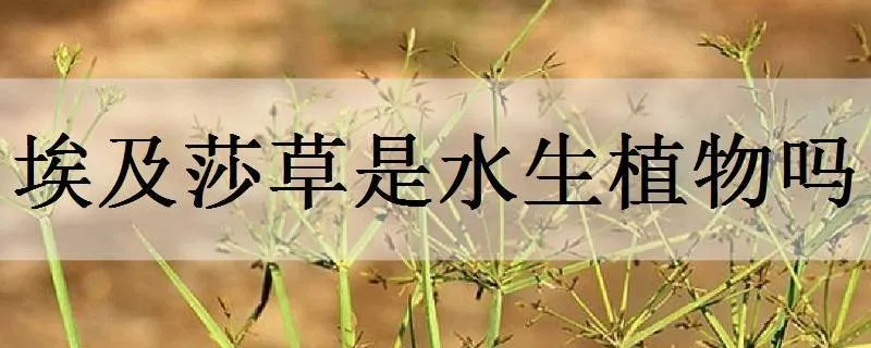 埃及莎草是水生植物吗_植物百科知识