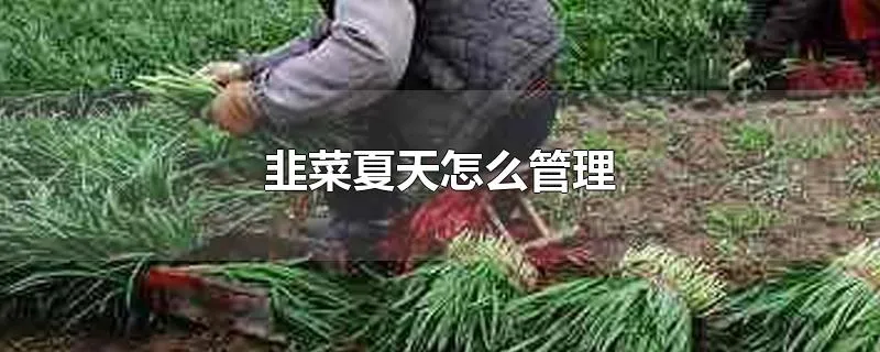 韭菜夏天怎么管理