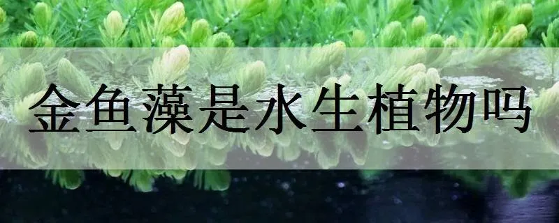 金鱼藻是水生植物吗_植物百科知识