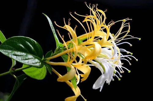 金银花科学种植方法是什么 金银花病虫害如何防治_植物百科知识