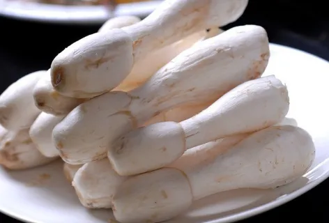 鸡腿菇该如何种植 发酵料栽培鸡腿菇方法
