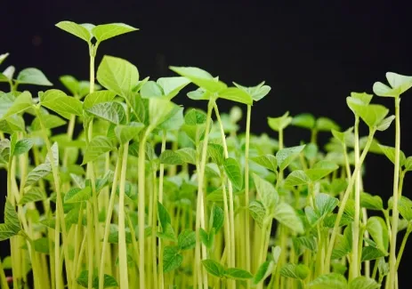 萝卜芽无土栽培技术 萝卜芽怎么种植_植物百科知识