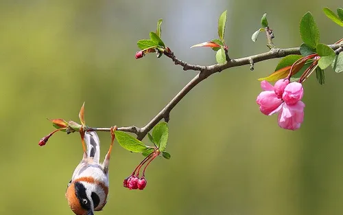 海棠花代表的花语是什么_植物百科知识