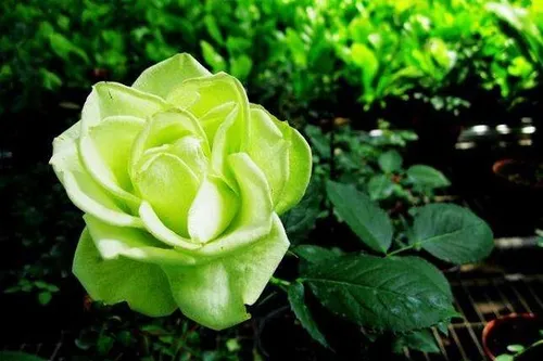 淡绿色的玫瑰叫什么 适合送给哪些人_植物百科知识