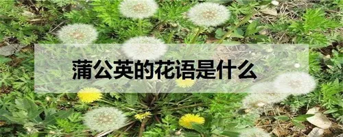 蒲公英的花语是什么 有什么寓意_植物百科知识