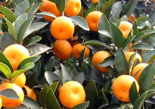冬季柑橘果园重大病虫害防控 柑橘需要怎么防治病害_植物百科知识