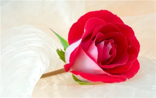 情人节送多少朵玫瑰花 不同的朵数有什么