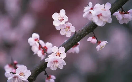 梅花花语是什么