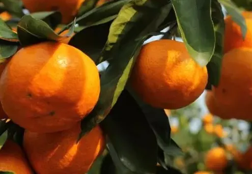 柑橘苗的嫁接方法是什么 有哪些注意事项_植物百科知识