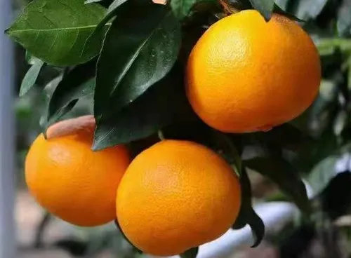 柑橘种植中如何应对极端天气 有哪些应对措施_植物百科知识