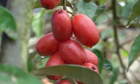 羊奶果高产的方法 如何科学种植羊奶果_植物百科知识