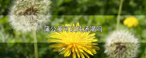 蒲公英可以炖汤喝吗