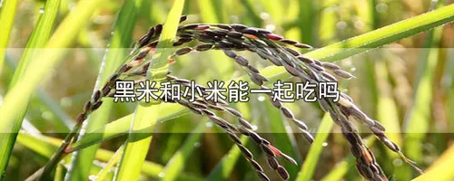 黑米和小米能一起吃吗