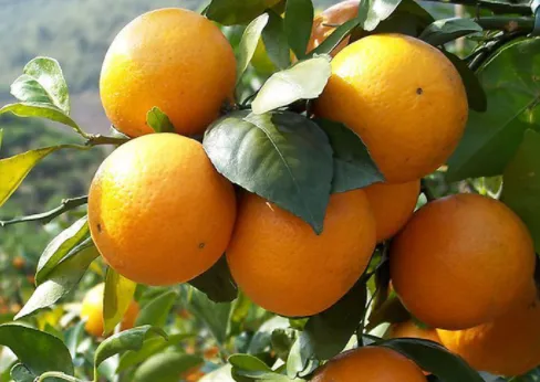 柑橘冬季如何管理 有哪些注意事项_植物百科知识
