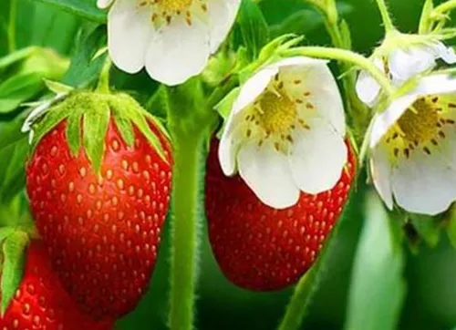 草莓冻害怎么预防 防治措施有哪些