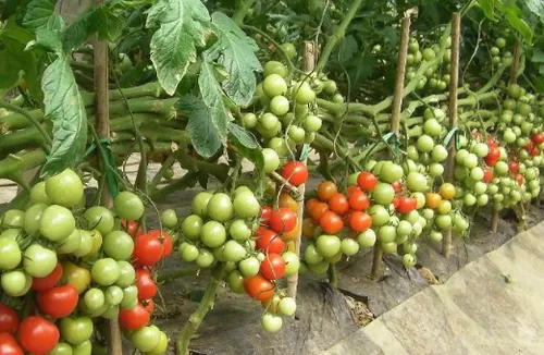 6月份蔬菜种植注意什么 蔬菜怎么播种养殖_植物百科知识