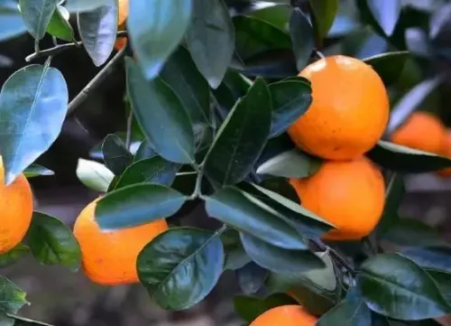 柑橘八大实用技术 柑橘养殖时需要注意什么_植物百科知识