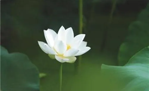 白荷花的经济价值介绍