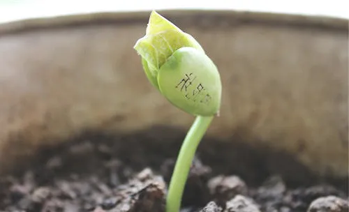 魔豆的栽培方法与注意事项