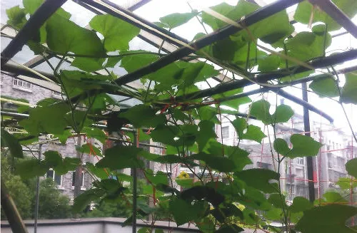 阳台上如何种植丝瓜